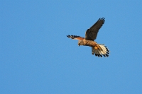 06673 Falco tinninculus (Gheppio)